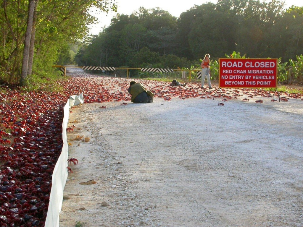 Christmas Island Crab Bridge
 50 Million Red Crabs to Migrate from Land to Sea in
