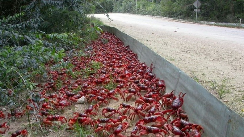 Christmas Island Crab Bridge
 Annual Red Crab Migration on Christmas Island