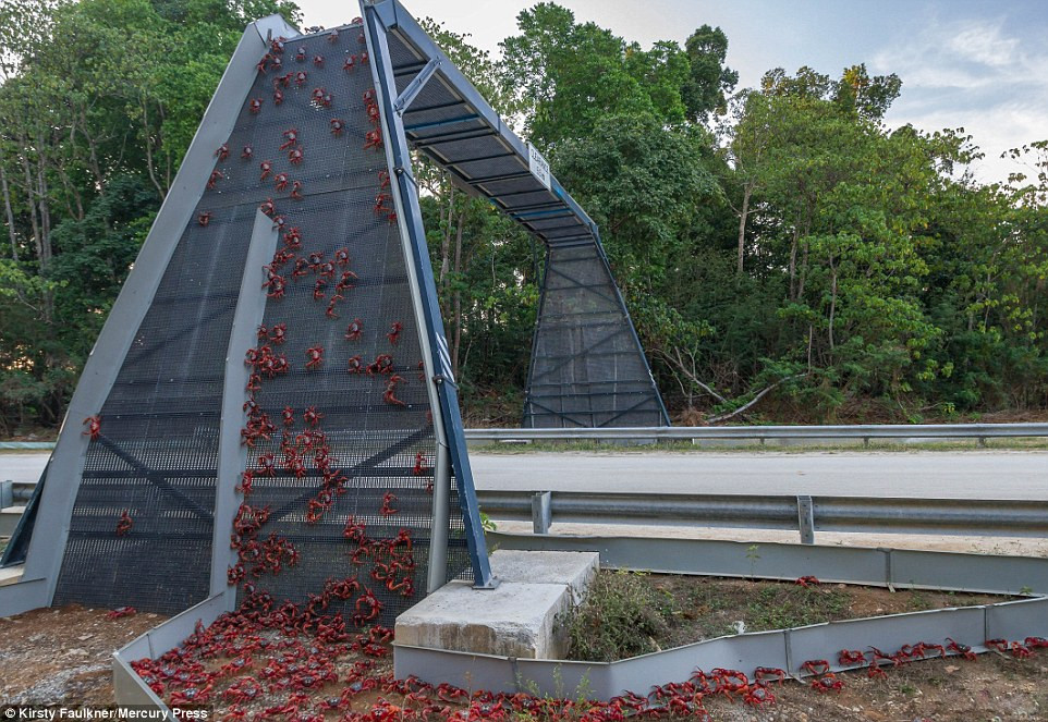 Christmas Island Crab Bridge
 Kirsty Faulkner s photos shows the migration of 120m crabs