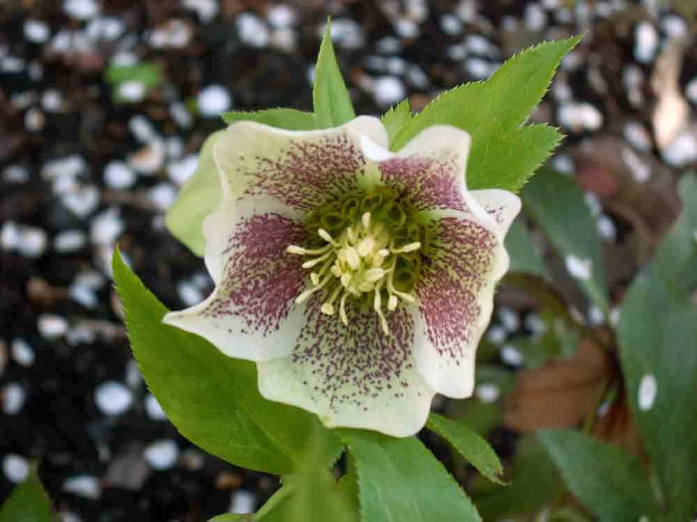 Christmas Rose Flower
 Flower Homes Christmas Rose Flowers