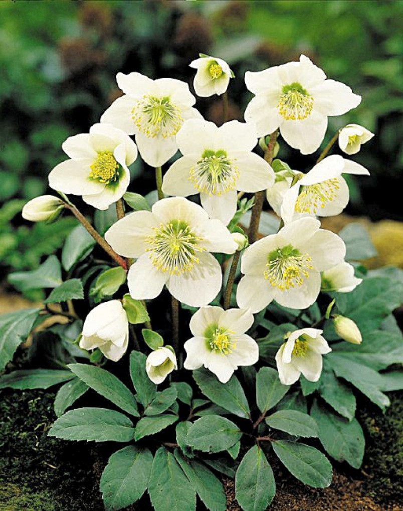 Christmas Rose Flower
 IN THE GARDEN A rose by name Helleborus niger is the