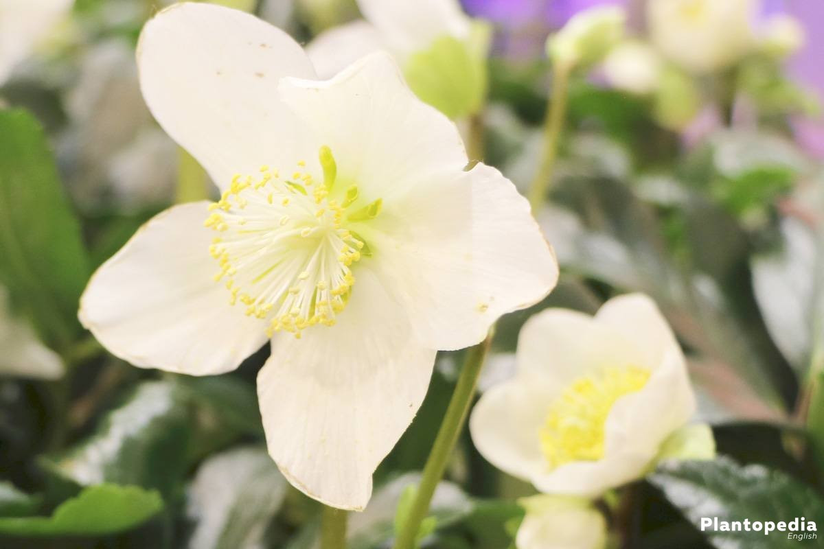 Christmas Rose Flower
 Christmas Rose Helleborus niger How to Plant and Care