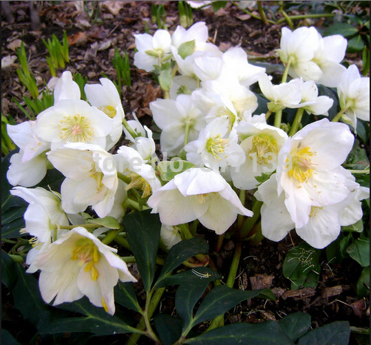 Christmas Rose Flower
 New Home Garden Plant 5 Seeds Christmas Rose Helleborus