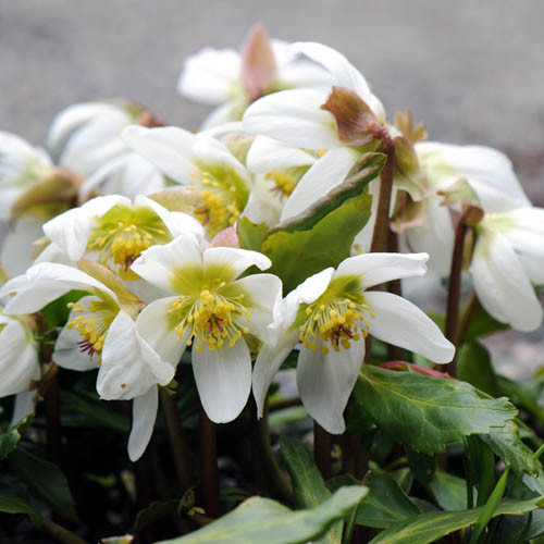 Christmas Rose Flower
 10 Christmas Rose Seeds Blooms When Little Else in The
