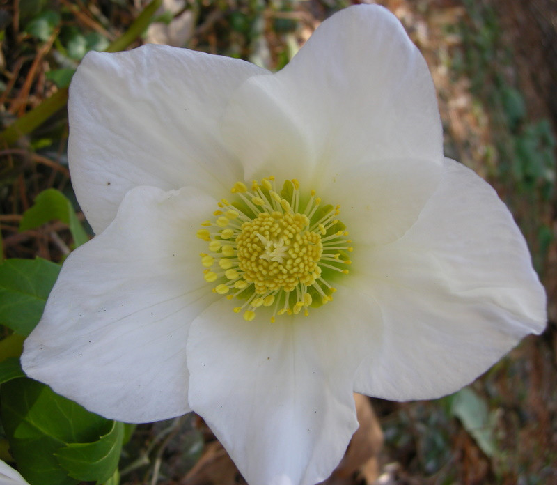 Christmas Rose Flower
 Christmas Rose The Perfect Hellebore