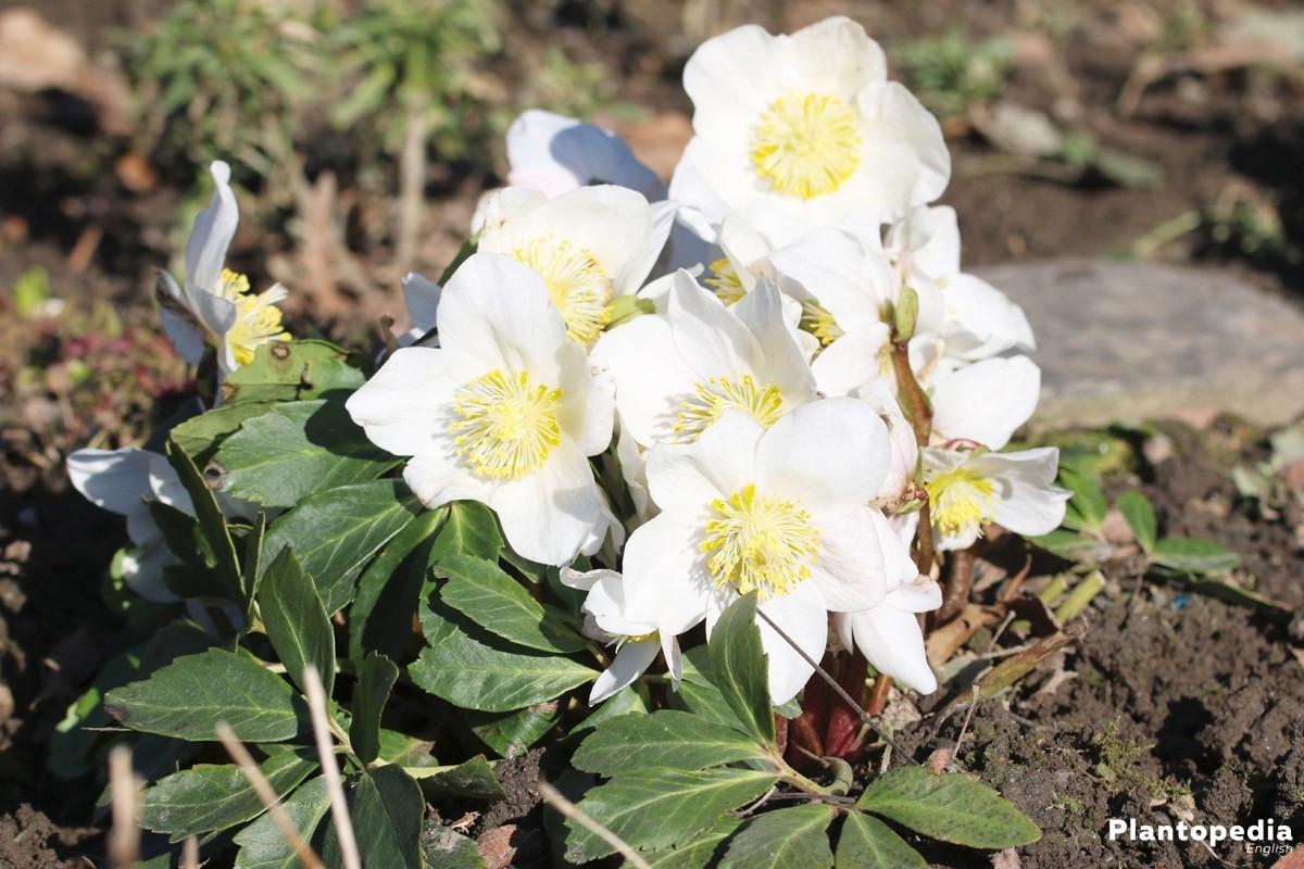 Christmas Rose Flower
 Christmas Rose Helleborus niger How to Plant and Care