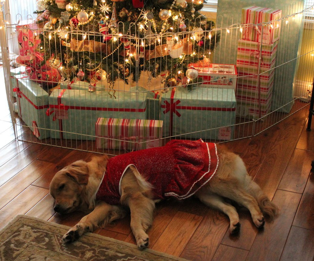 Christmas Tree Baby Gate
 Lexi the Golden Retriever Napping Under the Christmas Tree