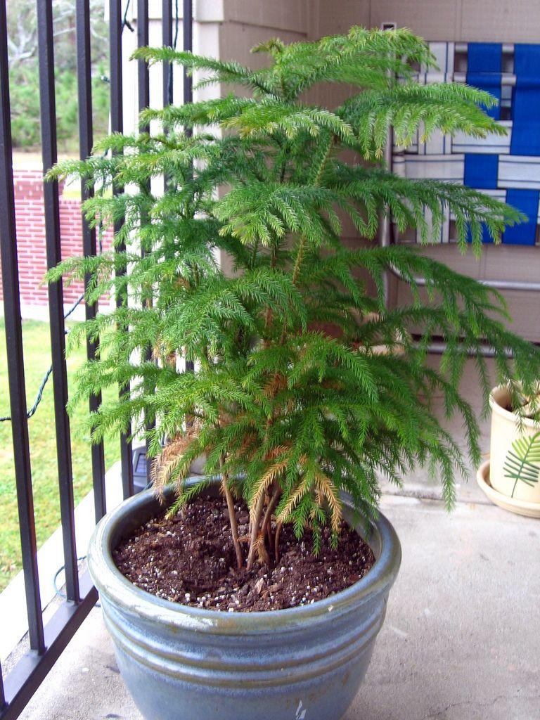 Christmas Tree Indoor Plant
 Norfolk Pine Care Indoors Tips For Care A Norfolk