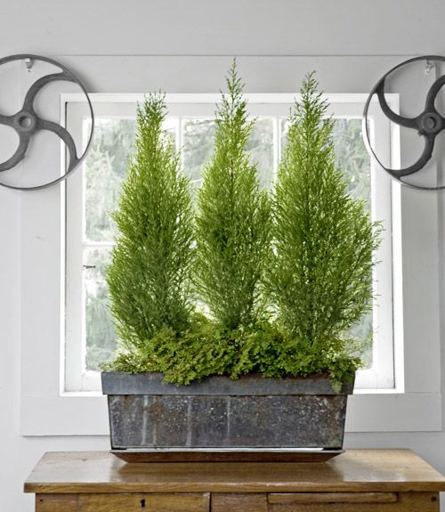 Christmas Tree Indoor Plant
 17 of the Best Indoor Plants to Make Your Home Feel Unique