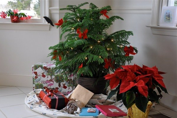Christmas Tree Indoor Plant
 Norfolk Island Pine – How to Care Indoor Norfolk Island