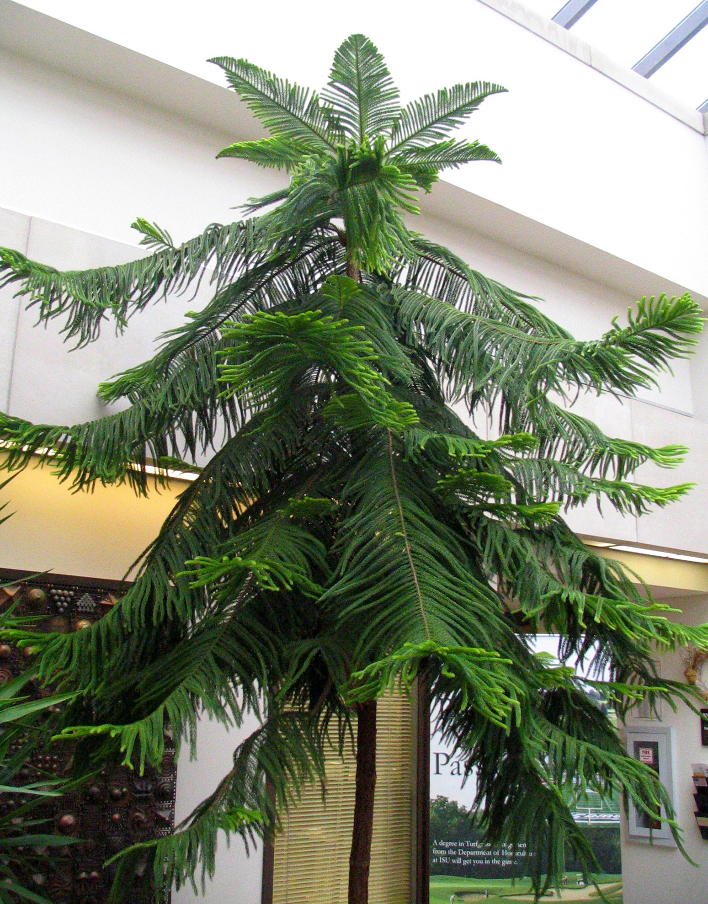 Christmas Tree Indoor Plant
 Norfolk Island Pine The Other Living Christmas Tree