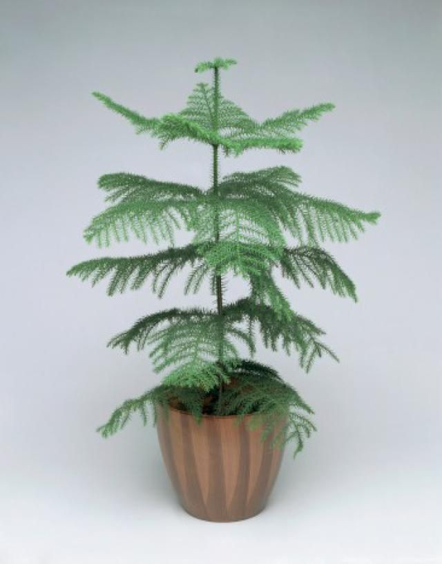 Christmas Tree Indoor Plant
 What to Do Now With Your Norfolk Island Pine Christmas