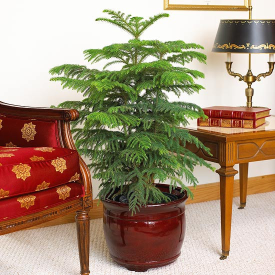 Christmas Tree Indoor Plant
 Indoor Gardening Ideas 7 Houseplants that Add Oxygen to