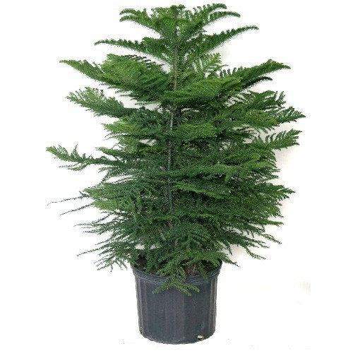 Christmas Tree Indoor Plant
 NATURAL PLANT Christmas tree plant Indoor Indoor Plant