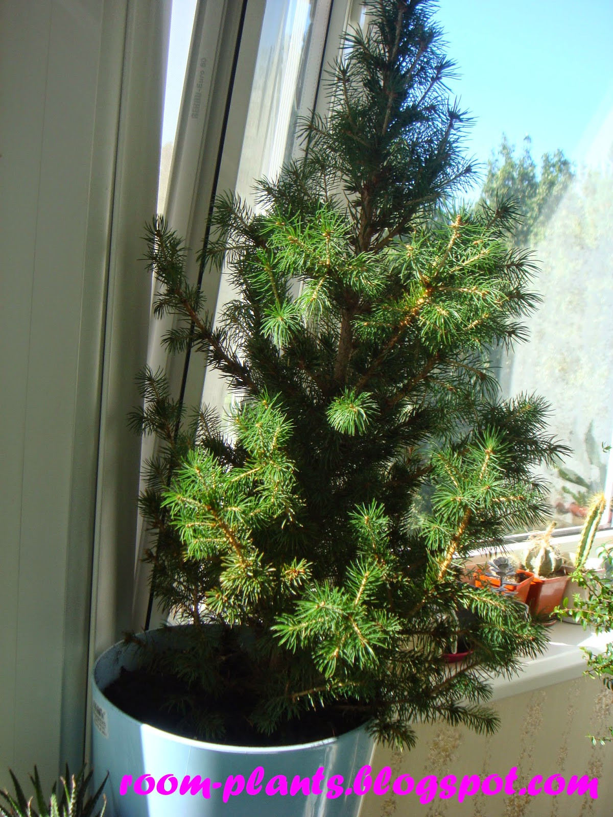 Christmas Tree Indoor Plant
 Plant s the soul of your flat A spruce in a pot how to