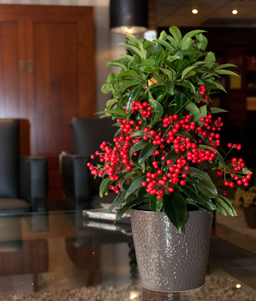 Christmas Tree Indoor Plant
 Plants & Flowers Ardisia crenata