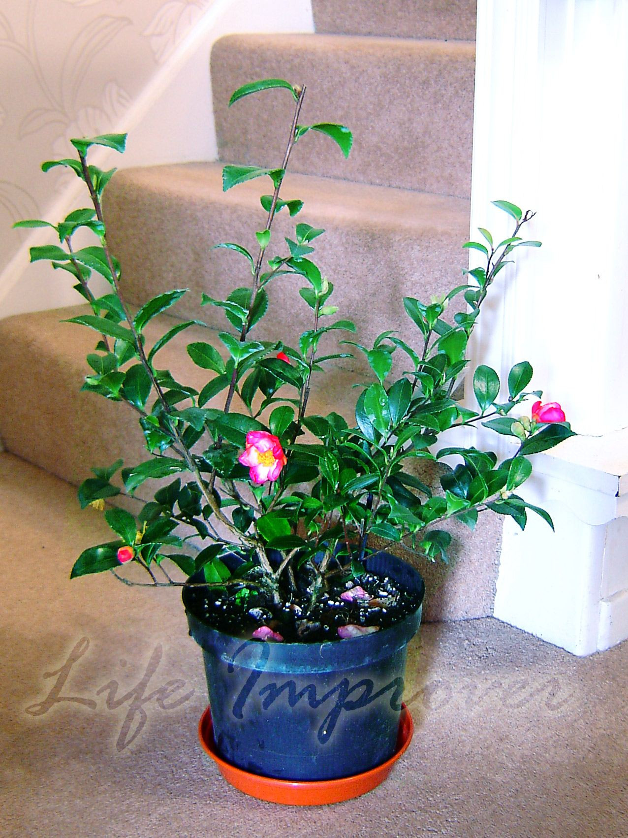 Christmas Tree Indoor Plant
 60cm Hardy Camellia Pot Christmas Indoor Garden