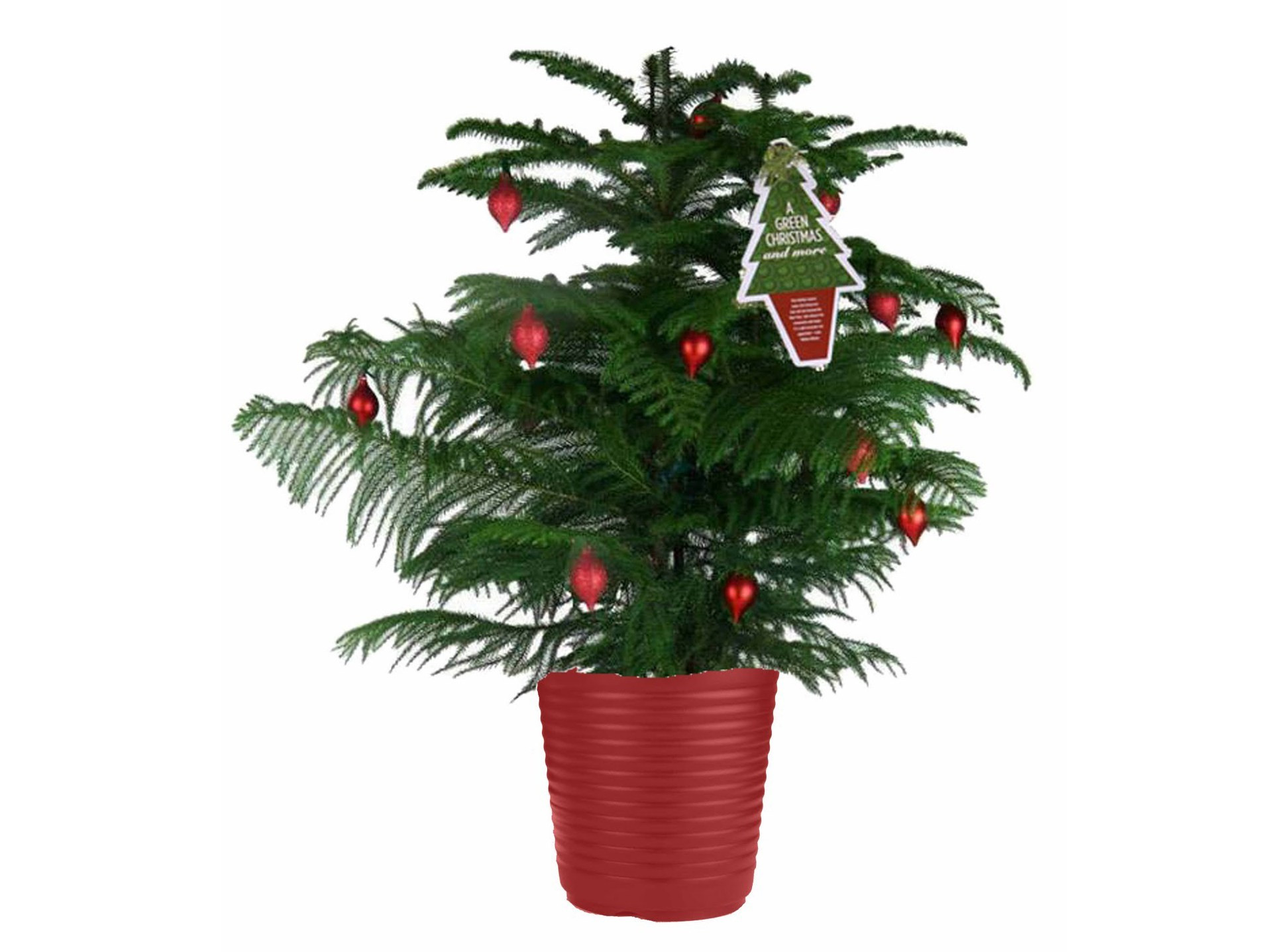 Christmas Tree Indoor Plant
 How To Care For Your Potted Norfolk Pine Christmas Tree