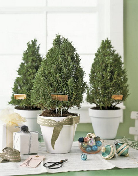Christmas Tree Indoor Plant
 Creative indoor plants decors for Christmas & New Year