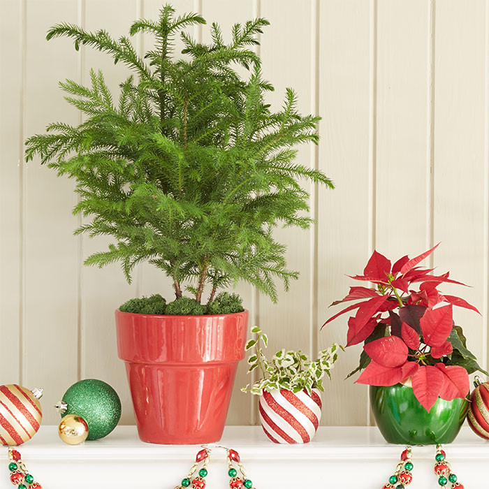 Christmas Tree Indoor Plant
 Top Holiday Flowers & Plants