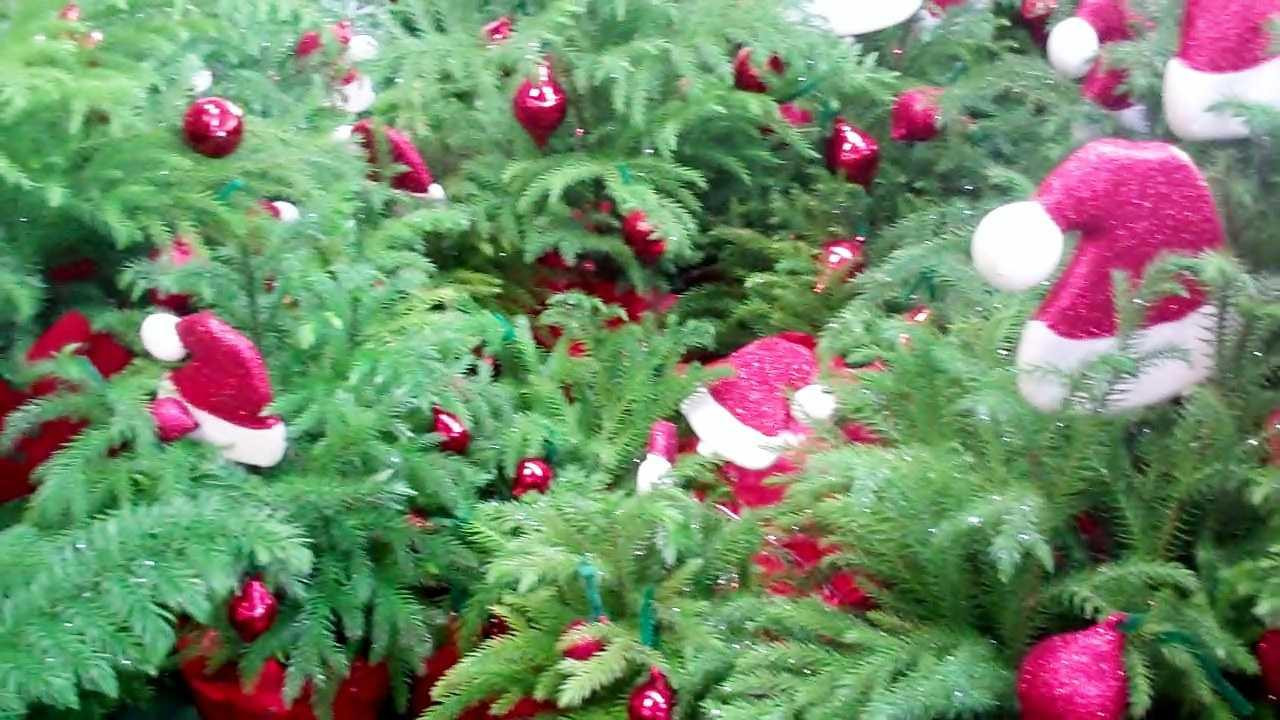 Christmas Tree Indoor Plant
 Indoor Christmas Tree