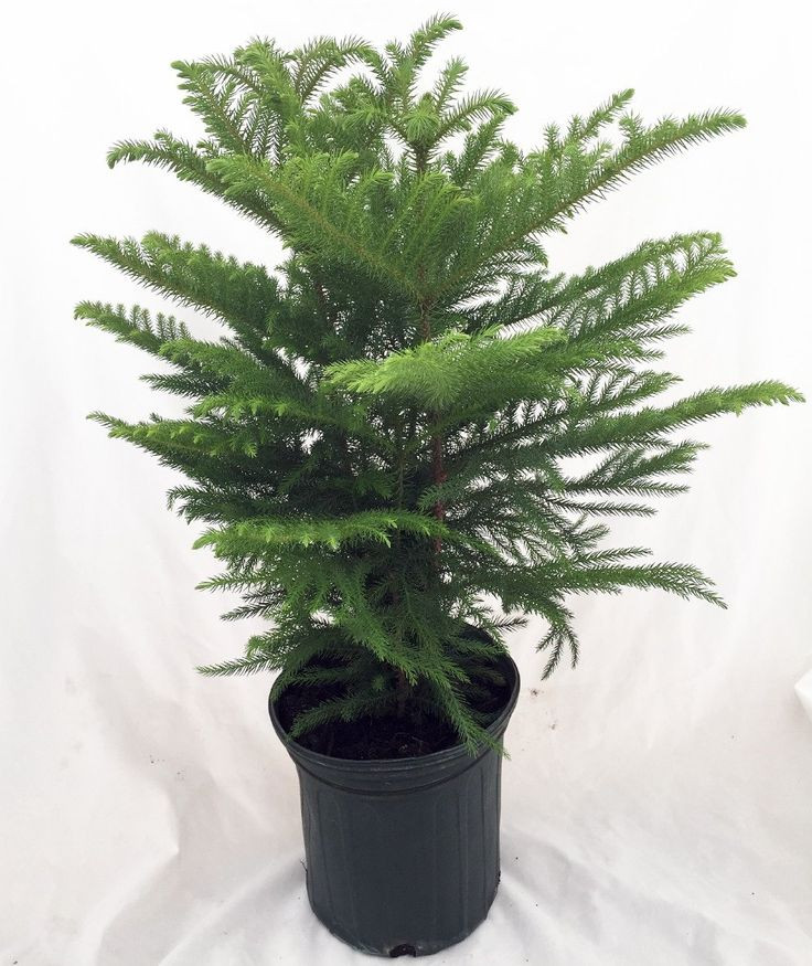 Christmas Tree Indoor Plant
 17 Best images about Norfolk Island Pine on Pinterest