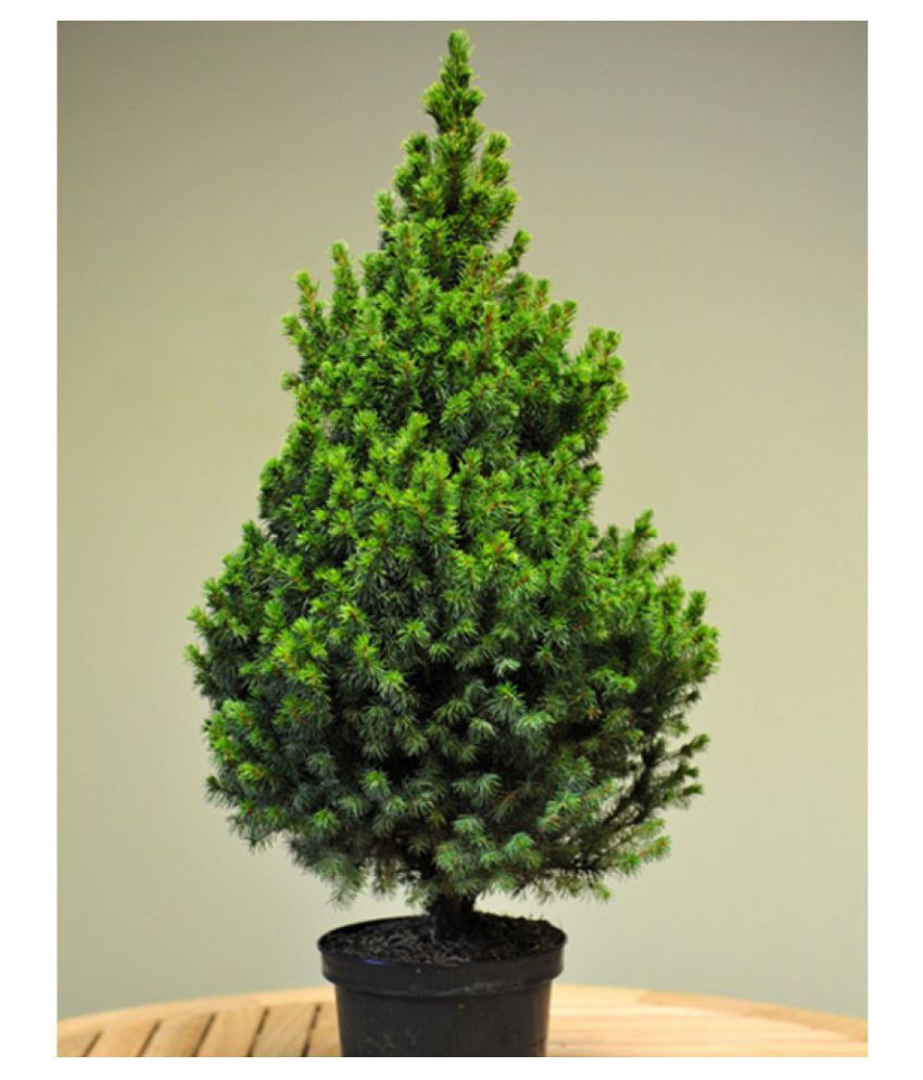 Christmas Tree Indoor Plant
 EaglesFord Christmas Tree Live Plant With Best Pot Indoor