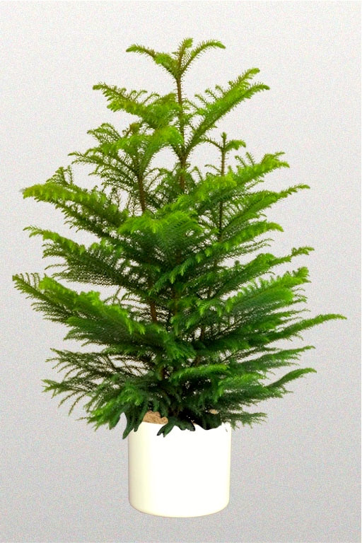 Christmas Tree Indoor Plant
 Morning names Norfolk Island Pine ruach