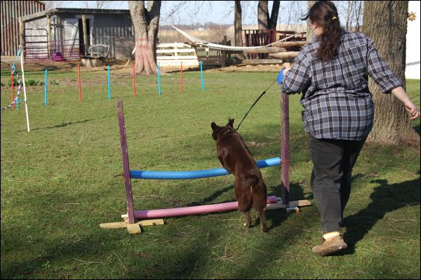 DIY Dog Training
 Homemade Dog Agility Course… DIY dog agility