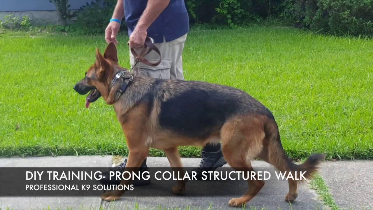 DIY Dog Training
 DIY Dog Training Structured Walk w prong collar