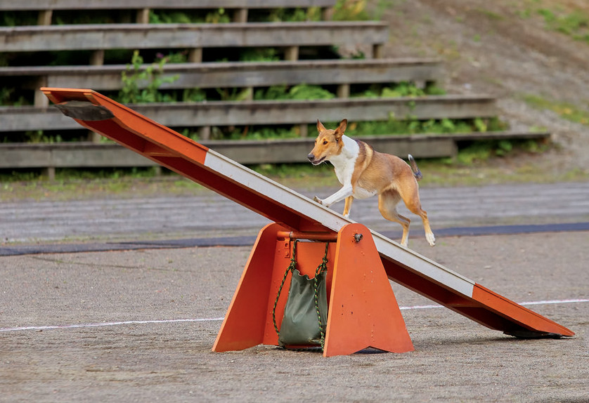DIY Dog Training
 DIY How to Make Your Own Dog Agility Course Petful