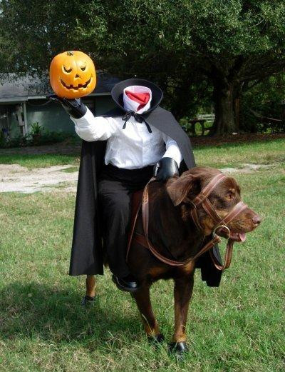 DIY Headless Horseman Costume
 DIY Dog Halloween Costumes ROMP Italian Greyhound Rescue