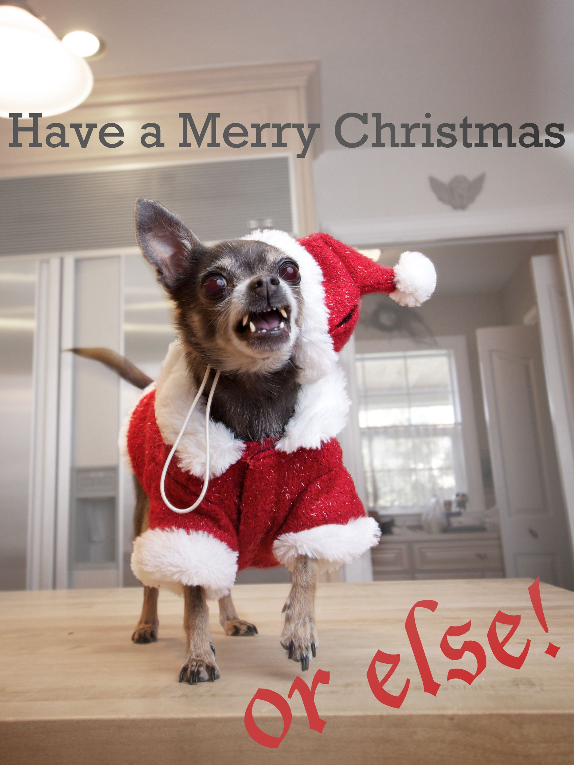 Dog Christmas Quotes
 Chihuahua Quotes And Christmas QuotesGram