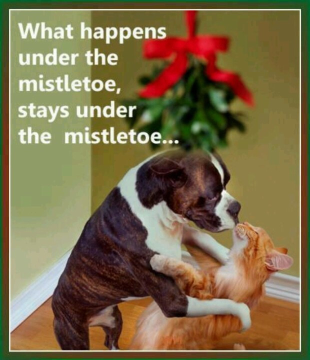 Dog Christmas Quotes
 Cute Cat And Dog Quotes QuotesGram