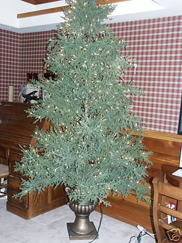 Front Gate Christmas Trees
 Frontgate Xmas Christmas Holiday Hemlock Whispy Tree 9