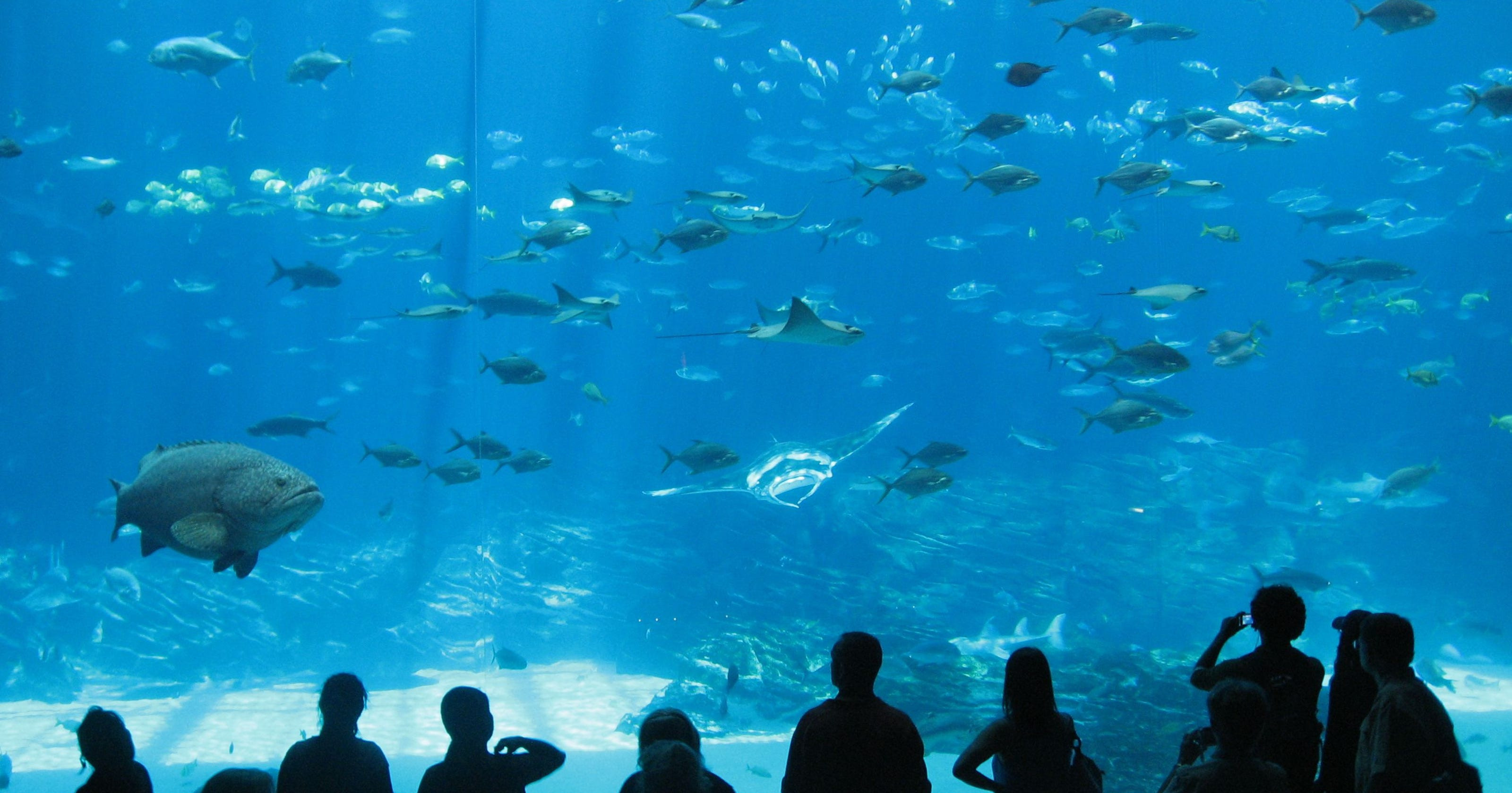 Georgia Aquarium Thanksgiving
 TripAdvisor names the world s top aquariums