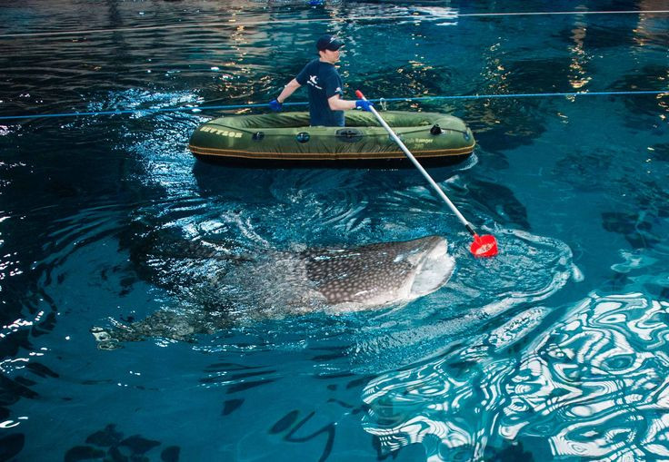 Georgia Aquarium Thanksgiving
 17 Best images about whale sharks on Pinterest