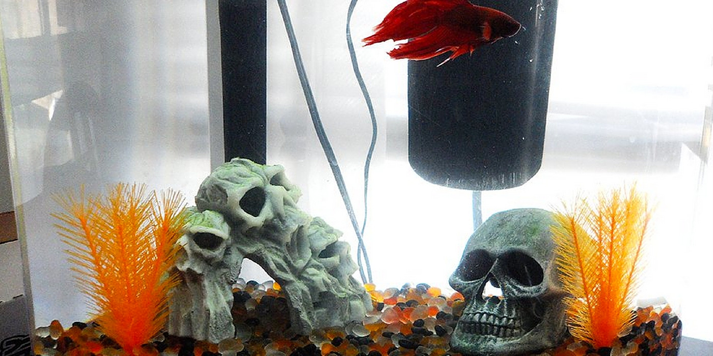 Halloween Aquarium Decor
 Halloween Themed Betta Tank Inspiration