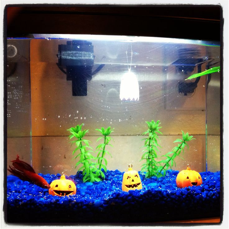 Halloween Aquarium Decor
 Fish tank Halloween decor LONDYN