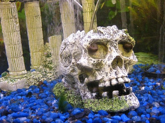 Halloween Aquarium Decorations
 5179 best drak fish nice images on Pinterest