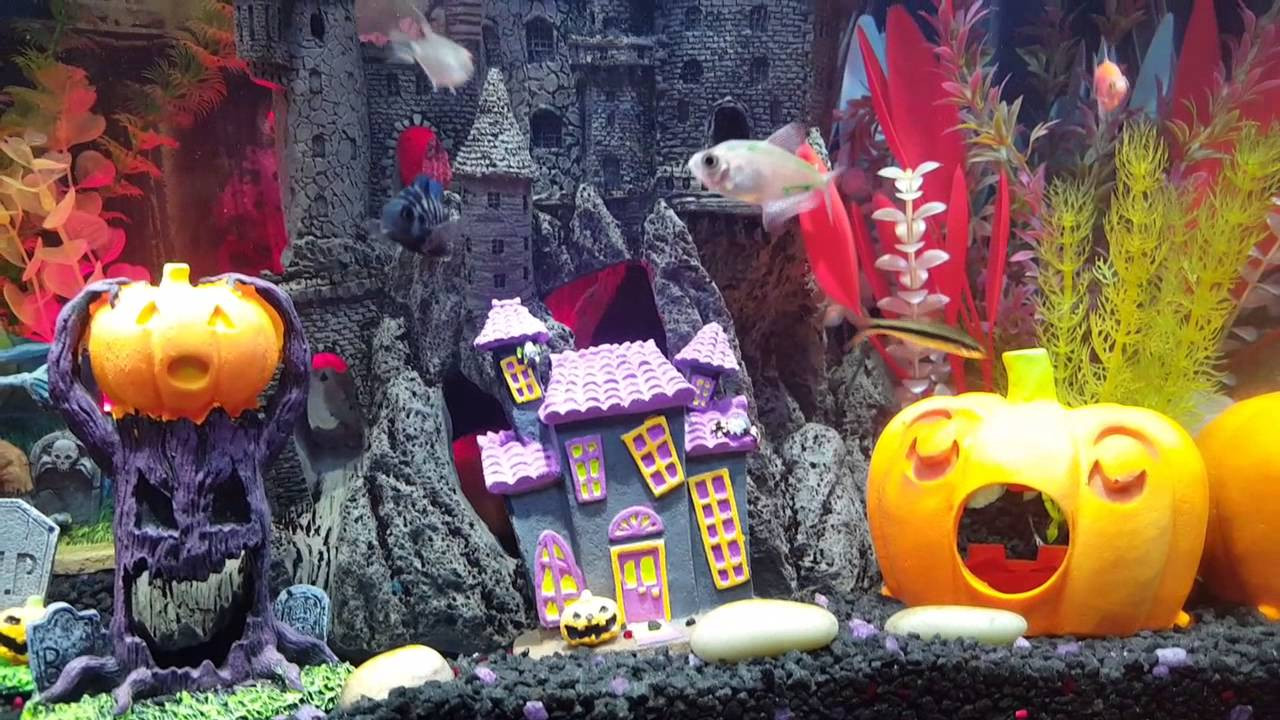 Halloween Aquarium Decorations
 Copy of MY 40 GALLON HALLOWEEN THEME AQUARIUM TANK