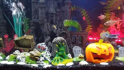 Halloween Aquarium Decorations
 Spooky Halloween aquarium decorations and setup guide