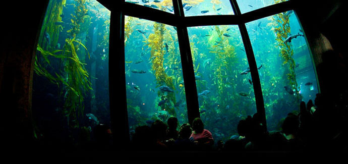 Monterey Bay Aquarium Thanksgiving
 Bay Area road trip idea for Thanksgiving Break Monterey