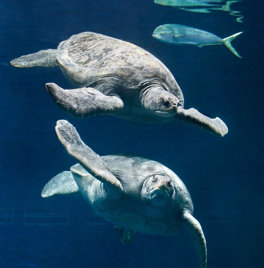 Monterey Bay Aquarium Thanksgiving
 Monterey Bay Aquarium — Just in time for your