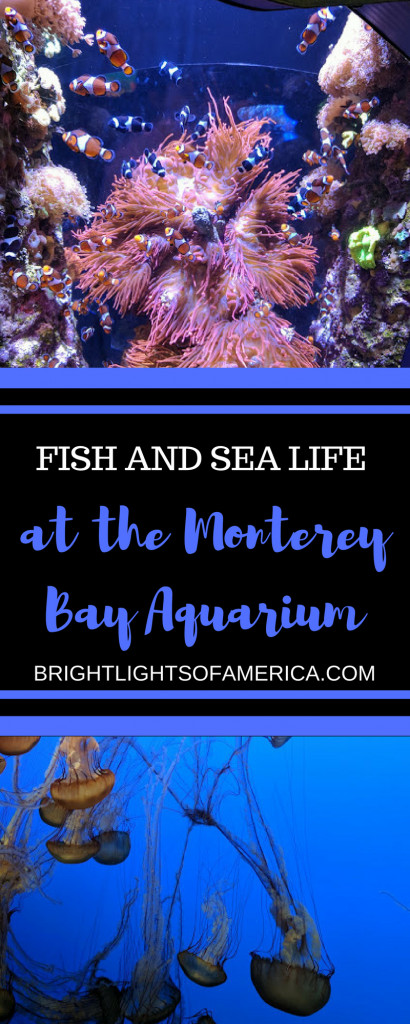 Monterey Bay Aquarium Thanksgiving Hours
 Under the sea at the Monterey Bay Aquarium – Bright Lights
