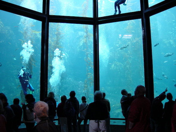 Monterey Bay Aquarium Thanksgiving Hours
 Cool Bay Area sleepovers you can do with your child 510