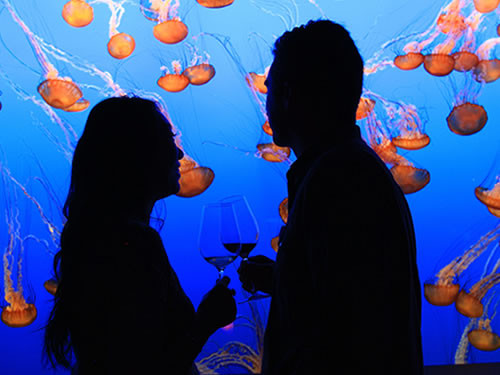 Monterey Bay Aquarium Thanksgiving Hours
 Couple wine tasting in the Open Sea Gallery
