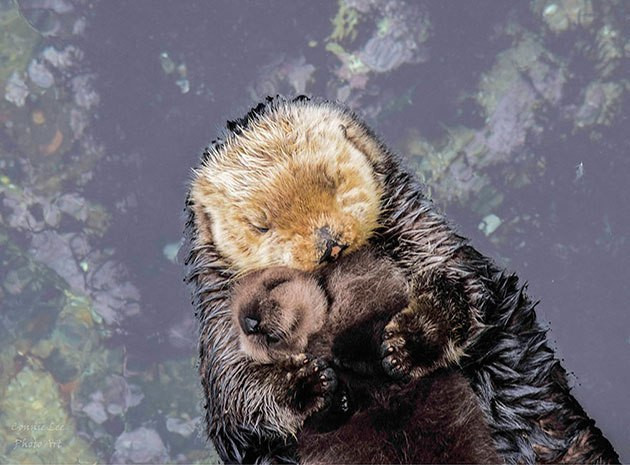 Monterey Bay Aquarium Thanksgiving Hours
 Day Old Otter Pup Falls Asleep Its Floating Mother’s Belly