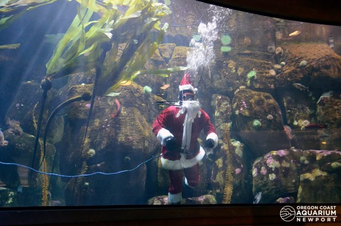 Newport Aquarium Christmas Lights
 Take This Magical Christmas Lights Road Trip Through