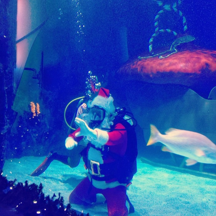 Newport Aquarium Christmas Lights
 10 Cincinnati Holiday Events That You Don t Want to Miss